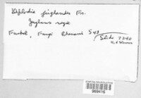 Diplodia juglandis image